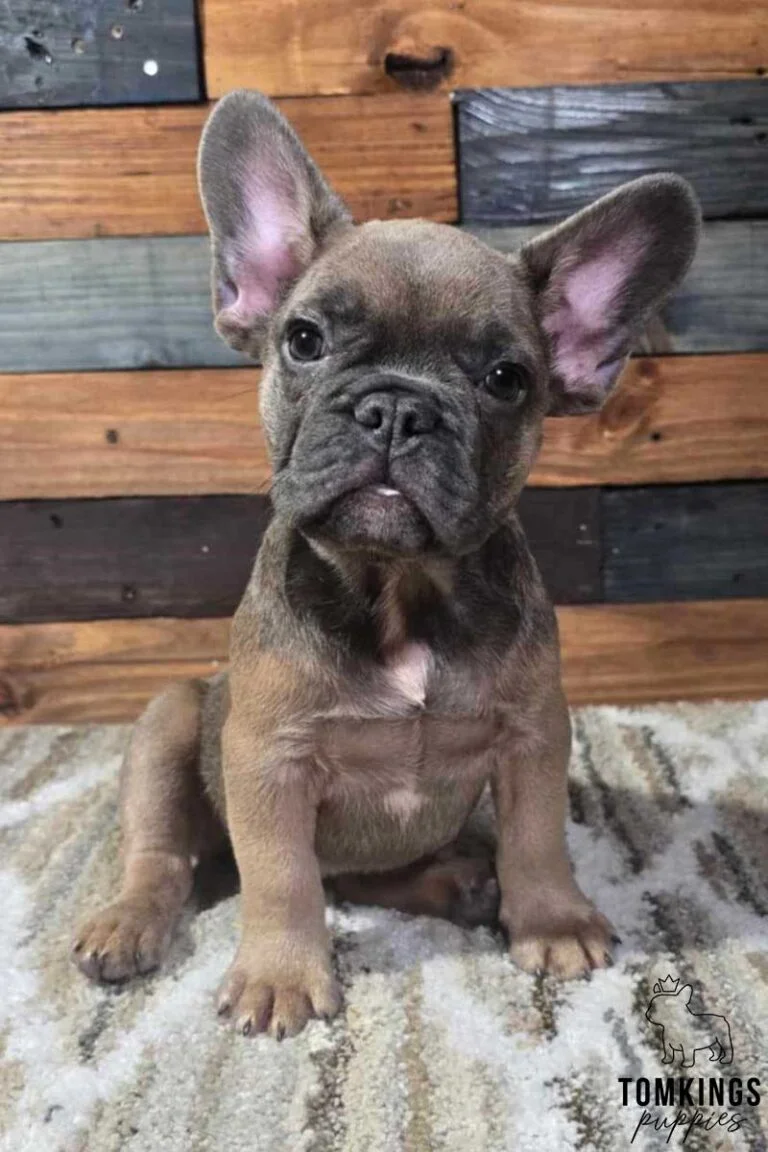 Jackson, available French Bulldog puppy at TomKings Puppies