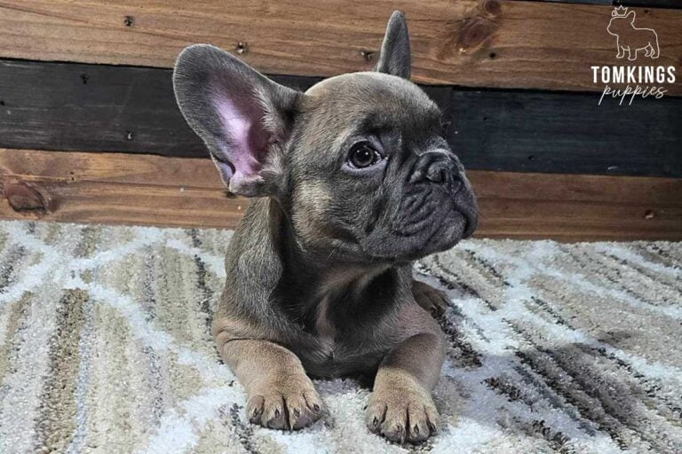 Jackson, available French Bulldog puppy at TomKings Puppies