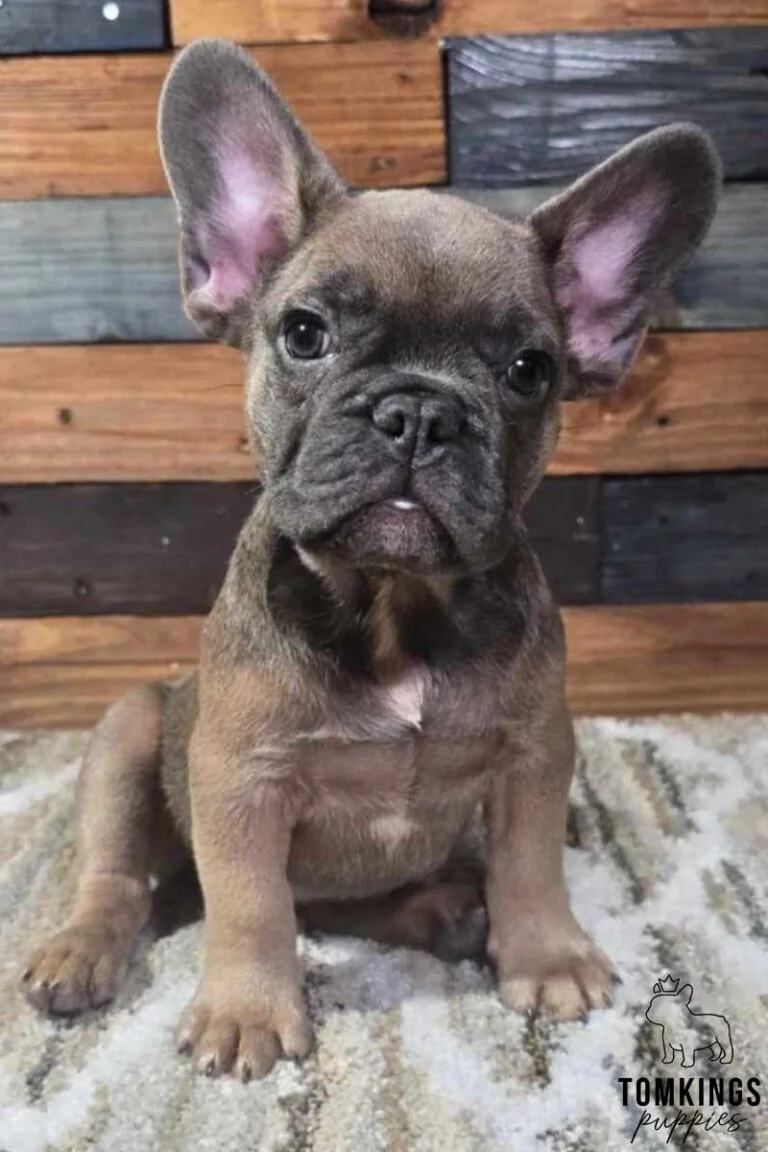 Jackson, available French Bulldog puppy at TomKings Puppies