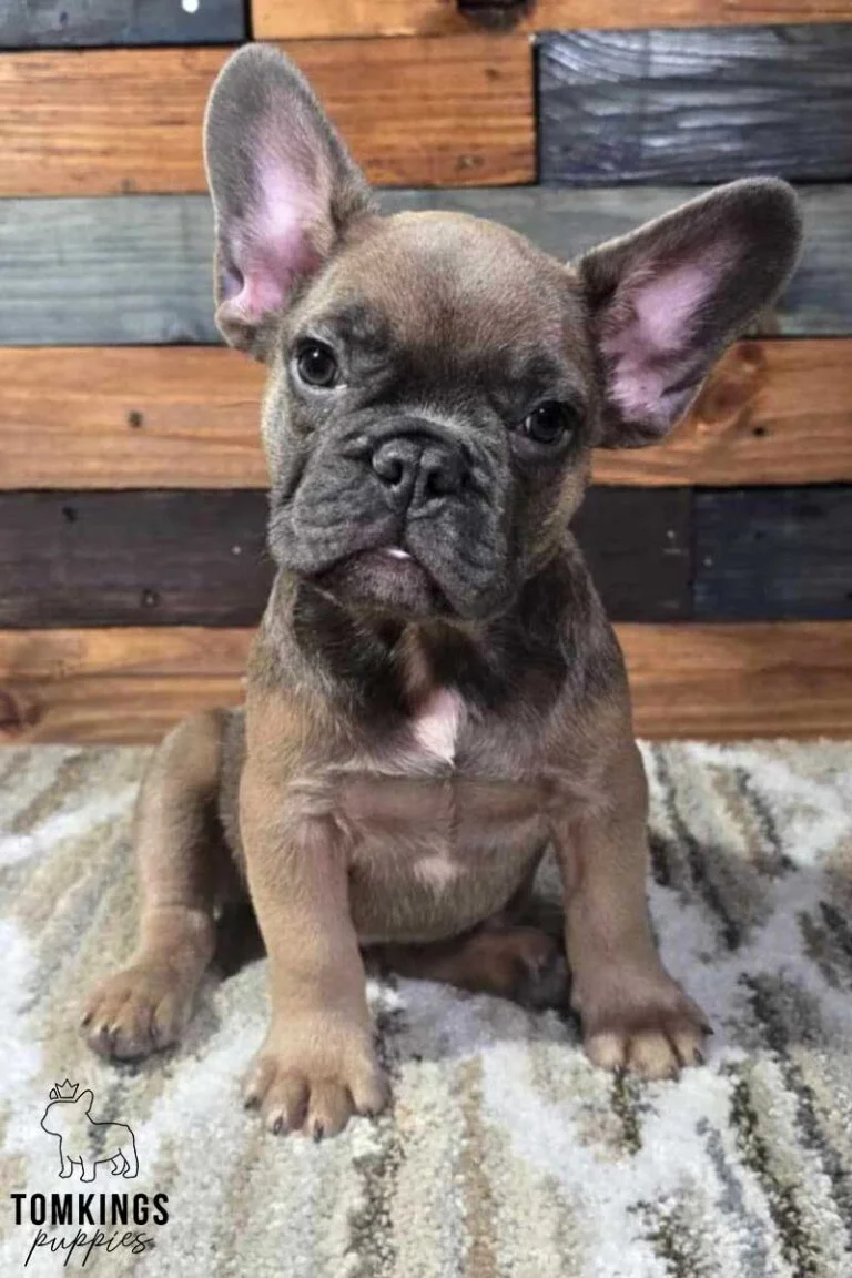 Jackson, available French Bulldog puppy at TomKings Puppies