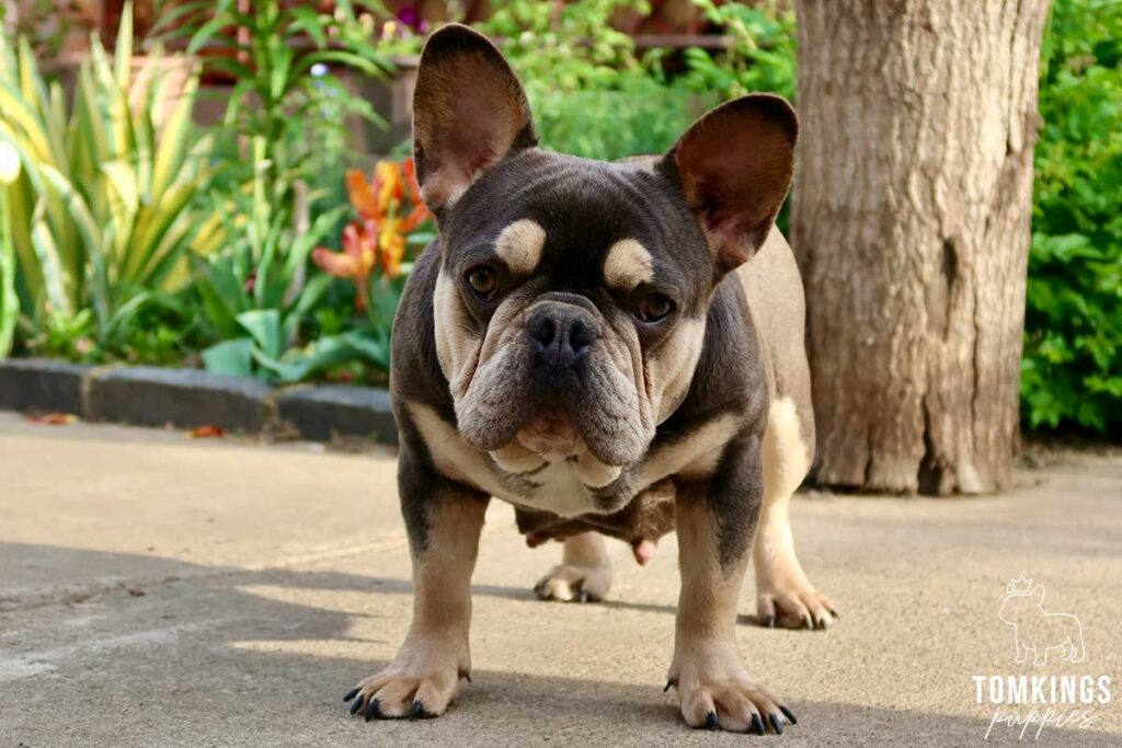 French Bulldog - TomKings Puppies