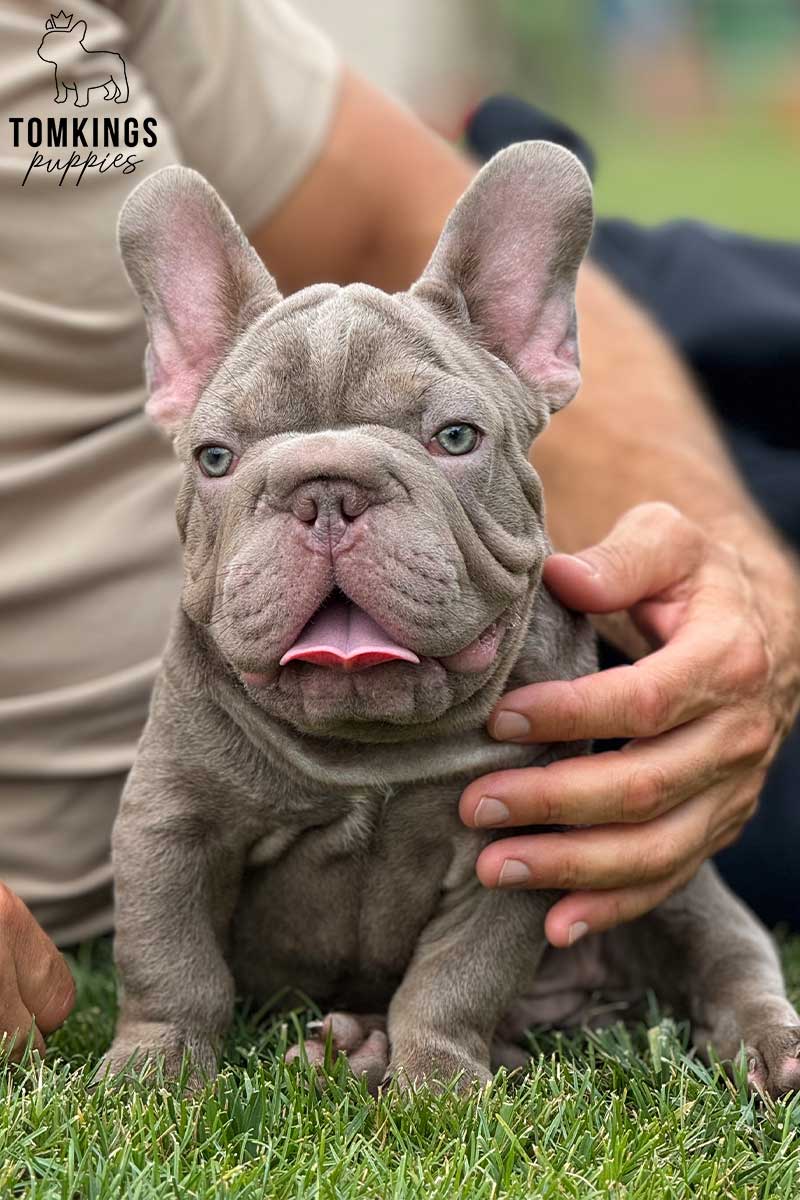 Nicolai, available French Bulldog puppy at TomKings Puppies