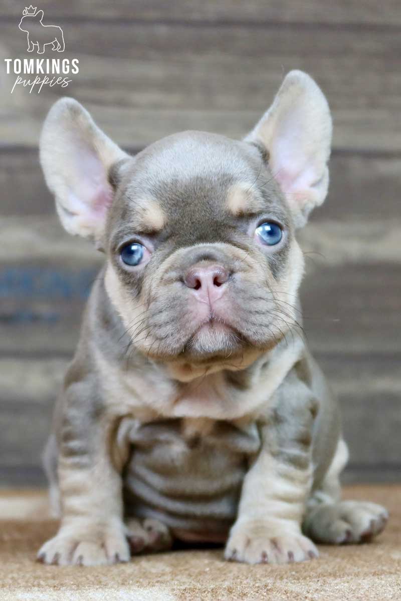 Renee, available French Bulldog puppy at TomKings Puppies