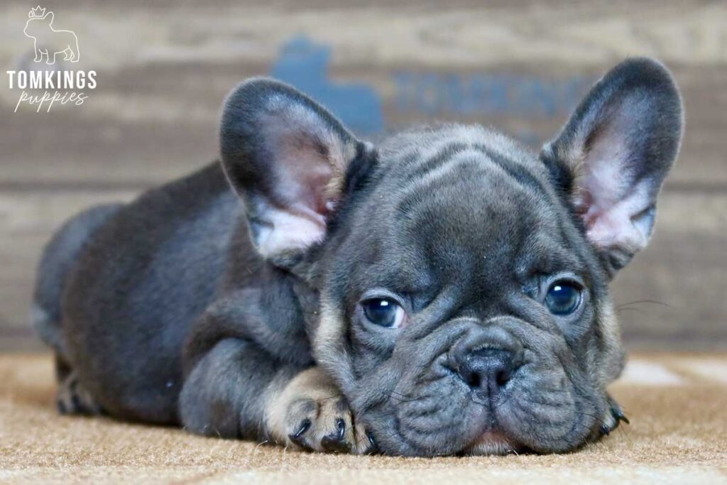 Rupert, available French Bulldog puppy at TomKings Puppies