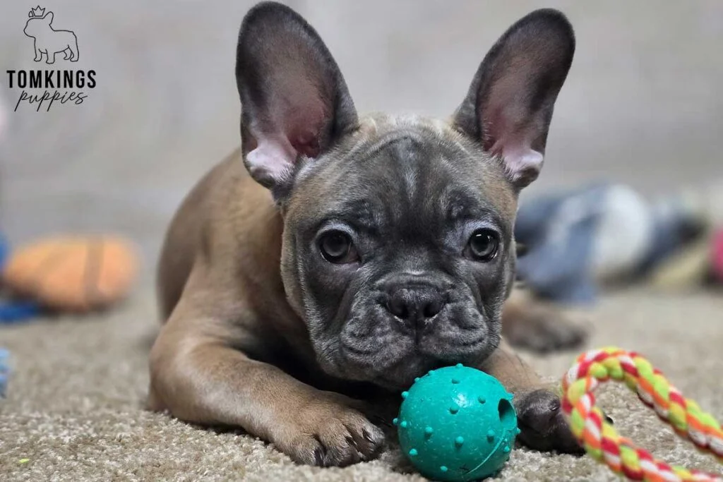 Amber, available French Bulldog puppy at TomKings Puppies