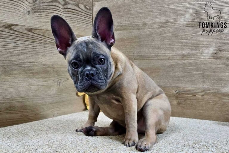 Amber, available French Bulldog puppy at TomKings Puppies