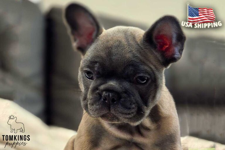 Amber, available French Bulldog puppy at TomKings Puppies