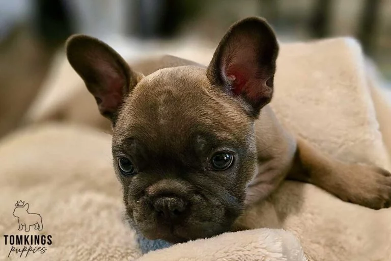 Amber, available French Bulldog puppy at TomKings Puppies