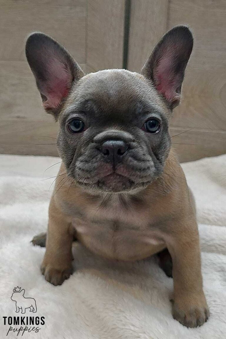 Amber, available French Bulldog puppy at TomKings Puppies