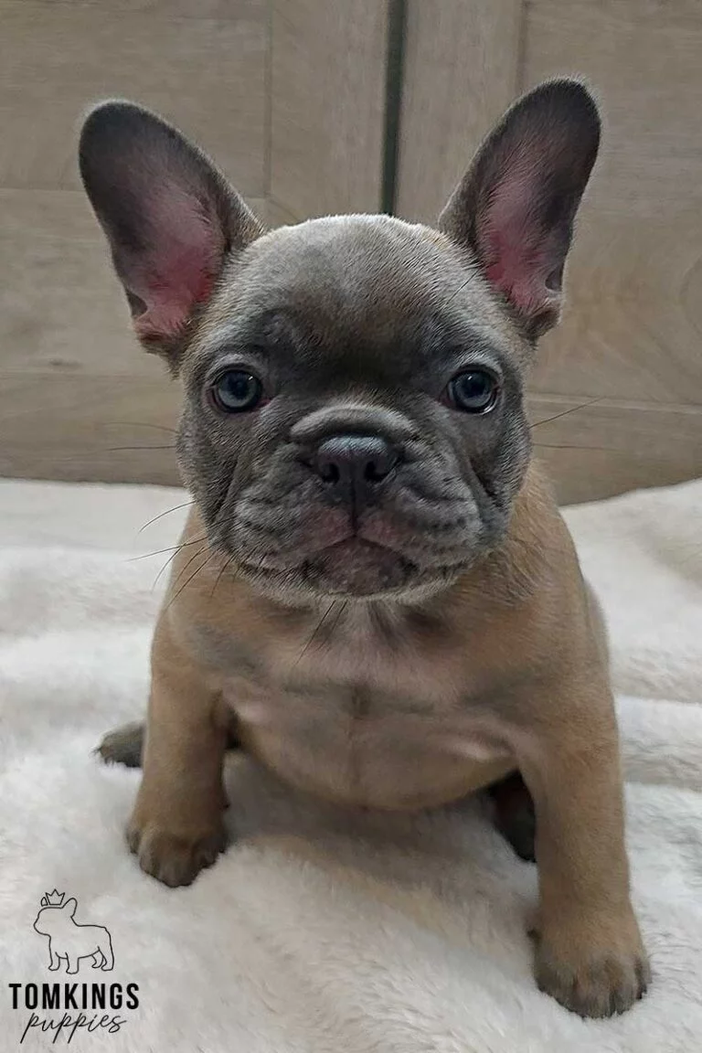 Amber, available French Bulldog puppy at TomKings Puppies