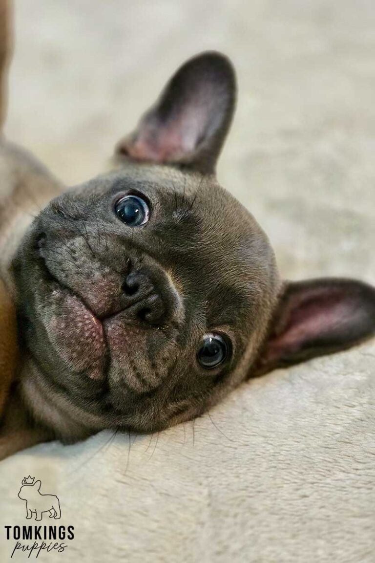 Amber, available French Bulldog puppy at TomKings Puppies