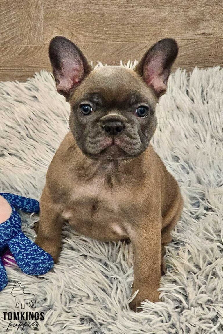 Amber, available French Bulldog puppy at TomKings Puppies