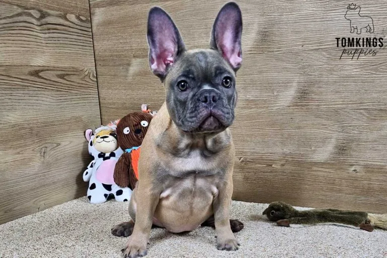 Amber, available French Bulldog puppy at TomKings Puppies