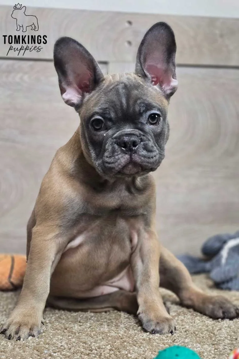 Amber, available French Bulldog puppy at TomKings Puppies