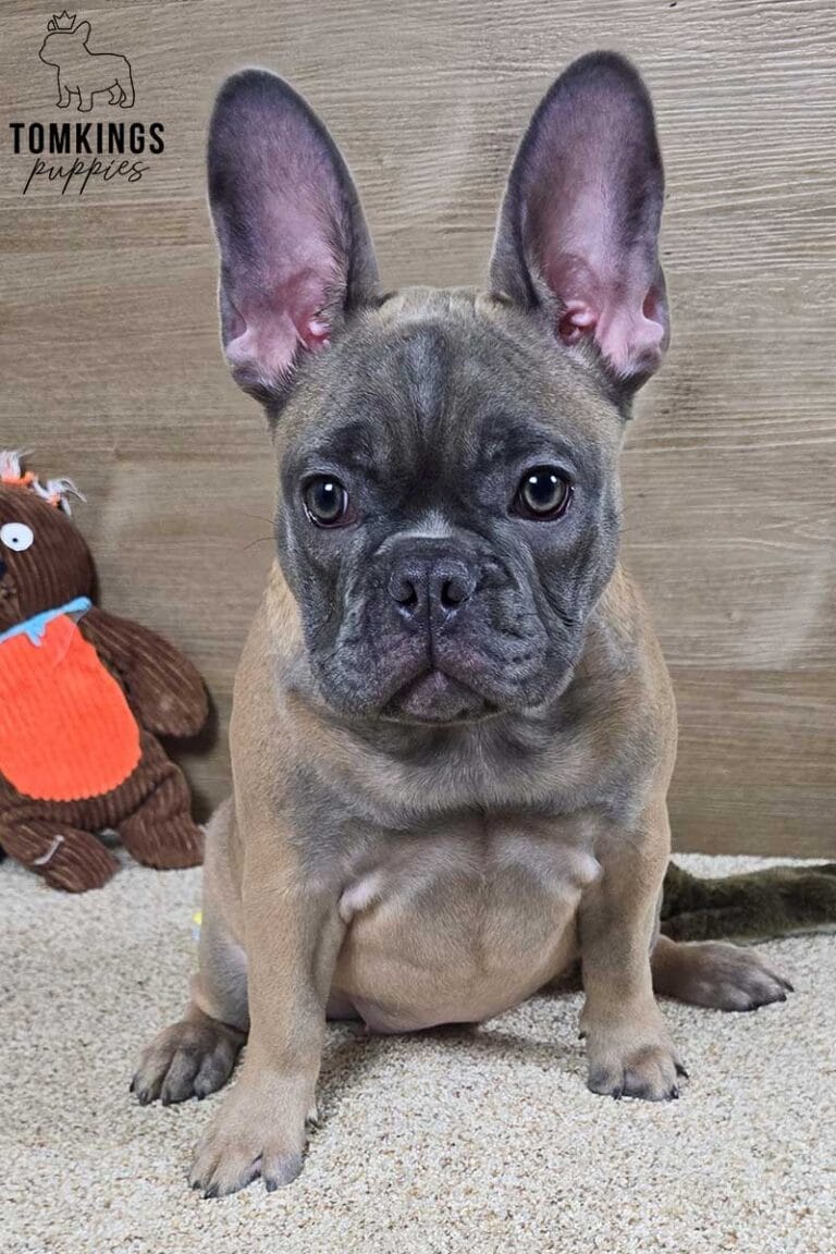 Amber, available French Bulldog puppy at TomKings Puppies