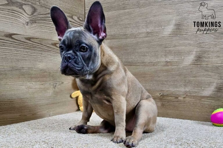 Amber, available French Bulldog puppy at TomKings Puppies