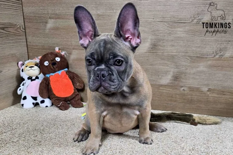 Amber, available French Bulldog puppy at TomKings Puppies