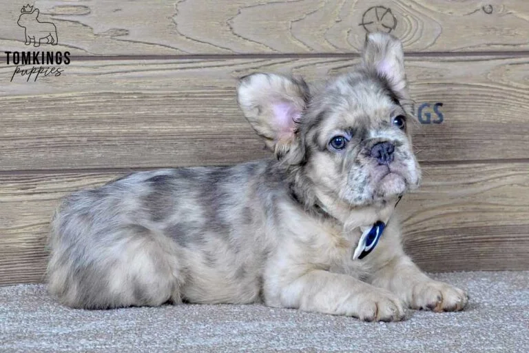 Benedict, available Fluffy French Bulldog puppy at TomKings Puppies