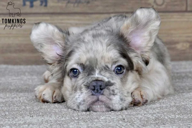 Benedict, available Fluffy French Bulldog puppy at TomKings Puppies