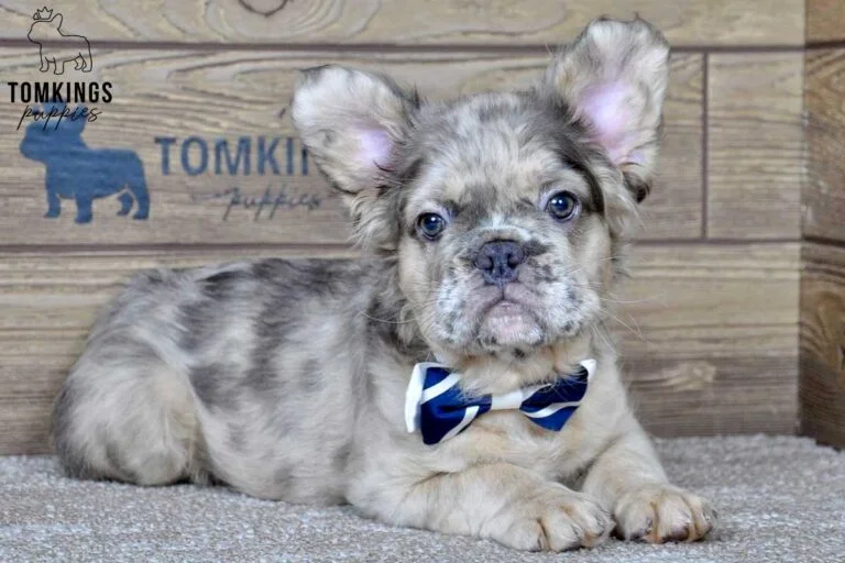 Benedict, available Fluffy French Bulldog puppy at TomKings Puppies