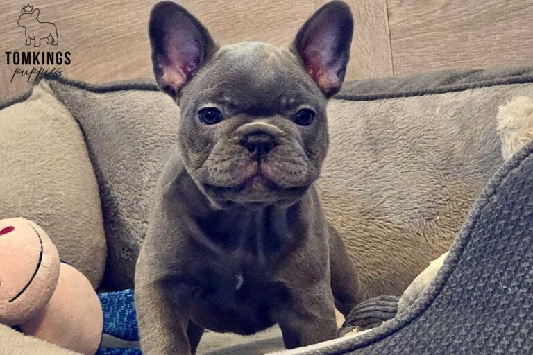 Bug, available French Bulldog puppy at TomKings Puppies