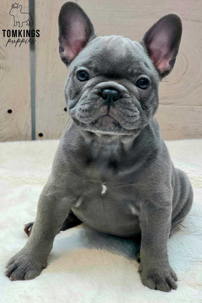 Bug, available French Bulldog puppy at TomKings Puppies