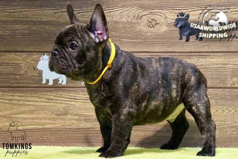 Clarke, available French Bulldog puppy at TomKings Puppies