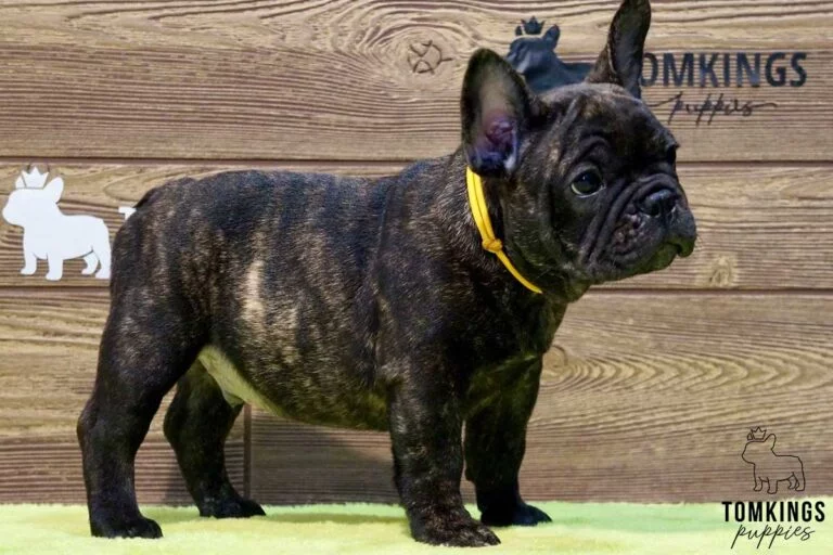 Clarke, available French Bulldog puppy at TomKings Puppies