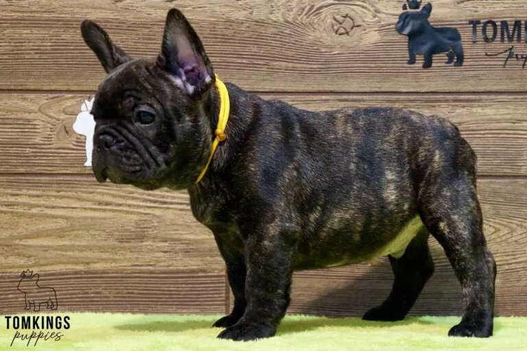 Clarke, available French Bulldog puppy at TomKings Puppies