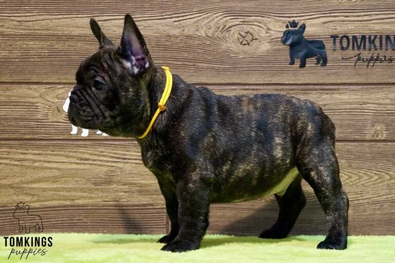 Clarke, available French Bulldog puppy at TomKings Puppies