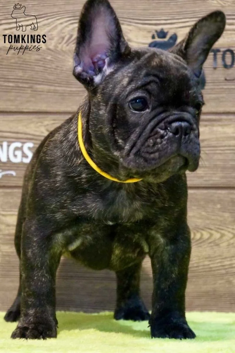 Clarke, available French Bulldog puppy at TomKings Puppies