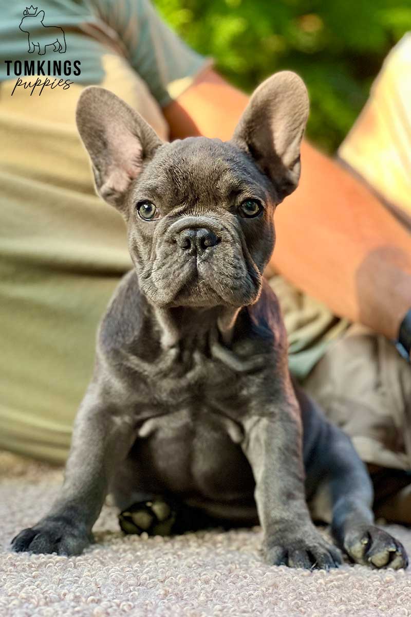 Cleopatra, available French Bulldog puppy at TomKings Puppies