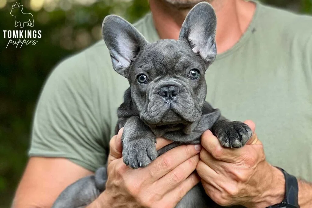 Cleopatra, available French Bulldog puppy at TomKings Puppies