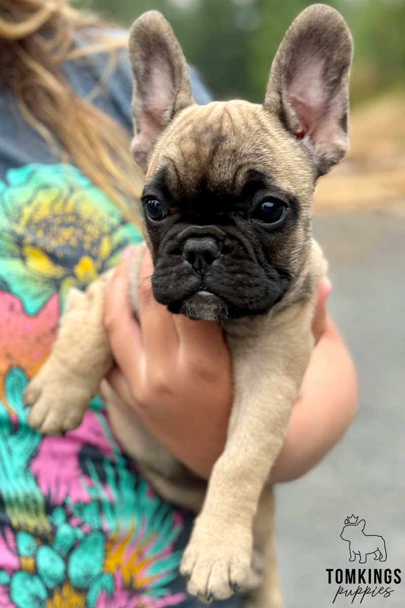 Fawna, available French Bulldog puppy at TomKings Puppies