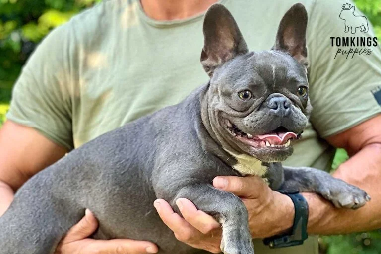 Fidella, available French Bulldog at TomKings Puppies