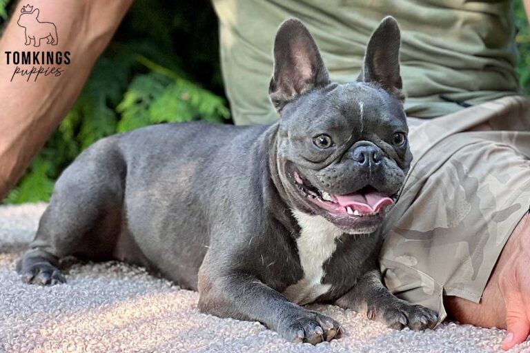 Fidella, available French Bulldog at TomKings Puppies