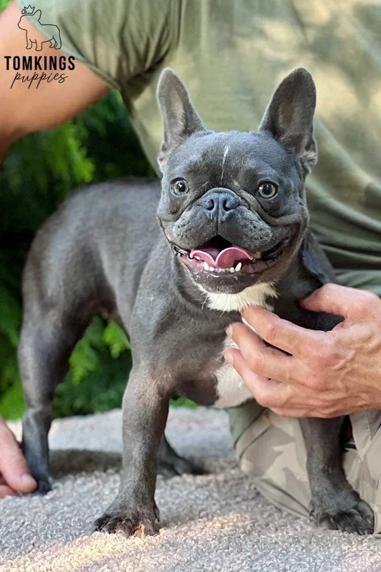 Fidella, available French Bulldog at TomKings Puppies