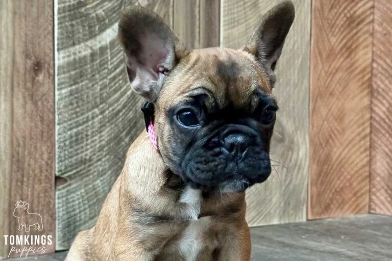 Flora, available French Bulldog puppy at TomKings Puppies