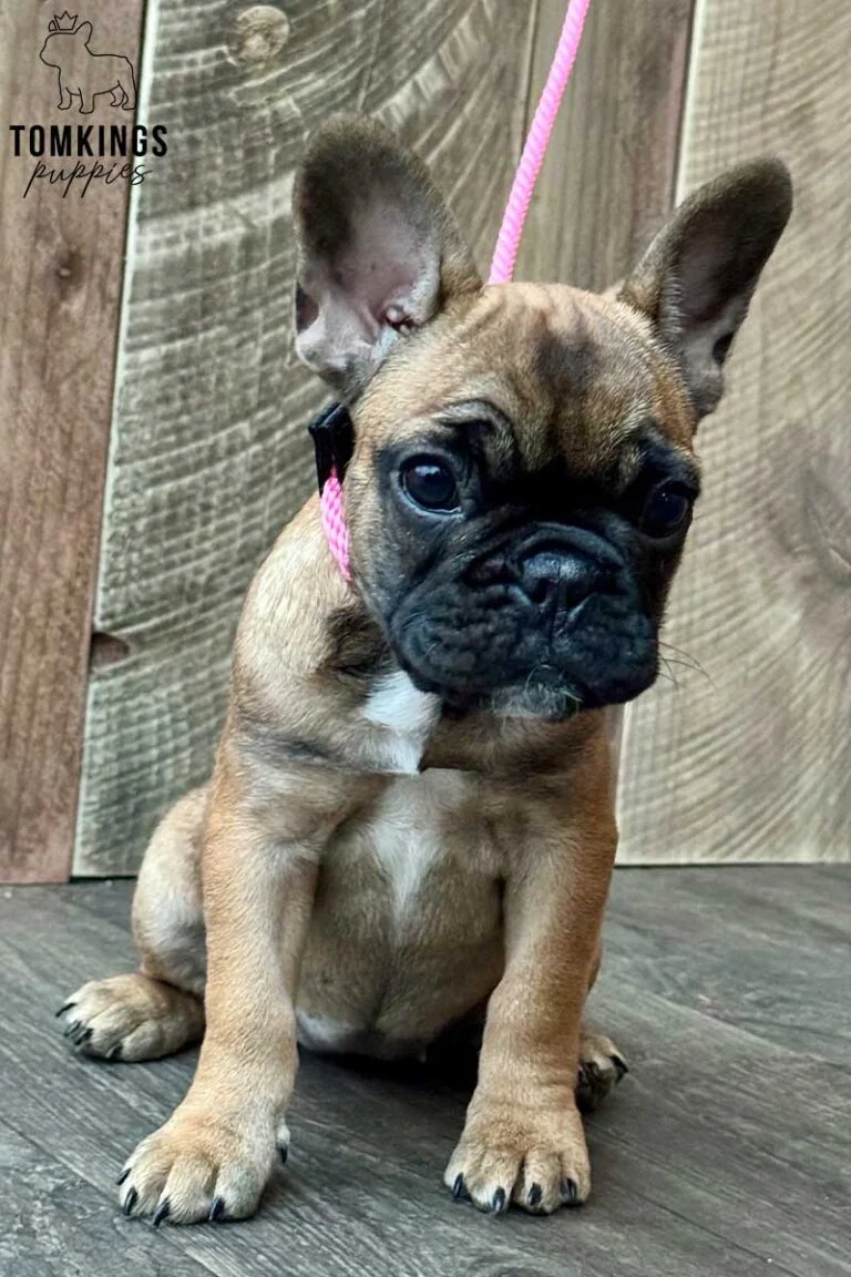 Flora, available French Bulldog puppy at TomKings Puppies