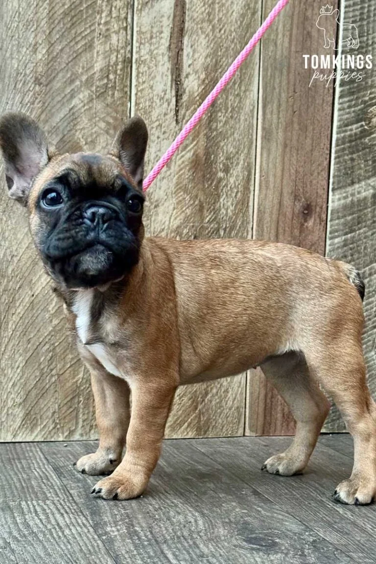 Flora, available French Bulldog puppy at TomKings Puppies