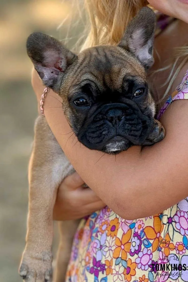 Flora, available French Bulldog puppy at TomKings Puppies