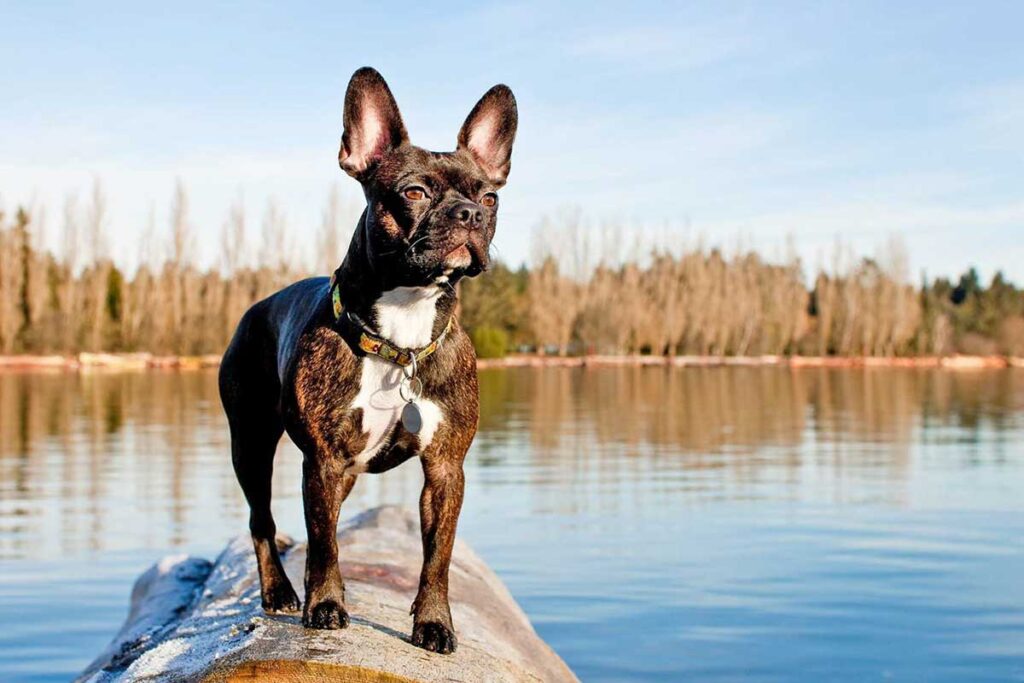 Frenchton vs French Bulldog: Key Facts to Help You Choose - TomKings Blog