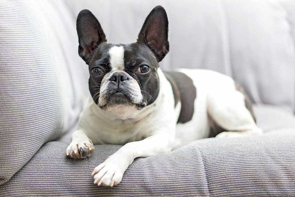 Frenchton vs French Bulldog: Key Facts to Help You Choose - TomKings Blog