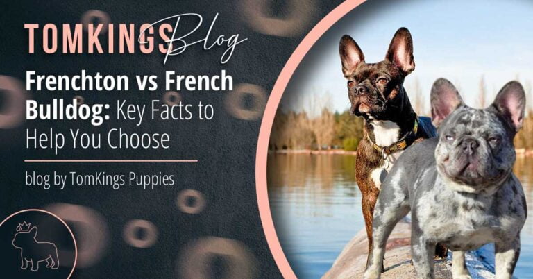 Frenchton vs French Bulldog: Key Facts to Help You Choose - TomKings Blog