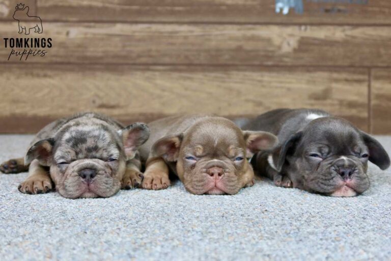 French Bulldog for sale in Florida at TomKings Puppies