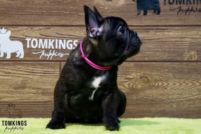 Ginger, available French Bulldog puppy at TomKings Puppies