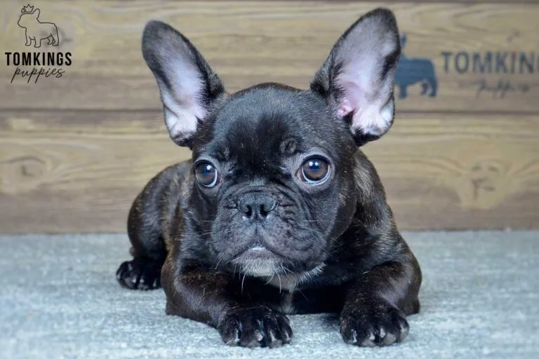 Ginger, available French Bulldog puppy at TomKings Puppies