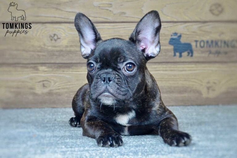 Ginger, available French Bulldog puppy at TomKings Puppies