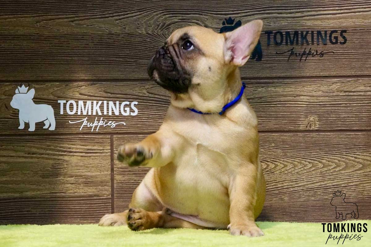 Leopold, available French Bulldog puppy at TomKings Puppies