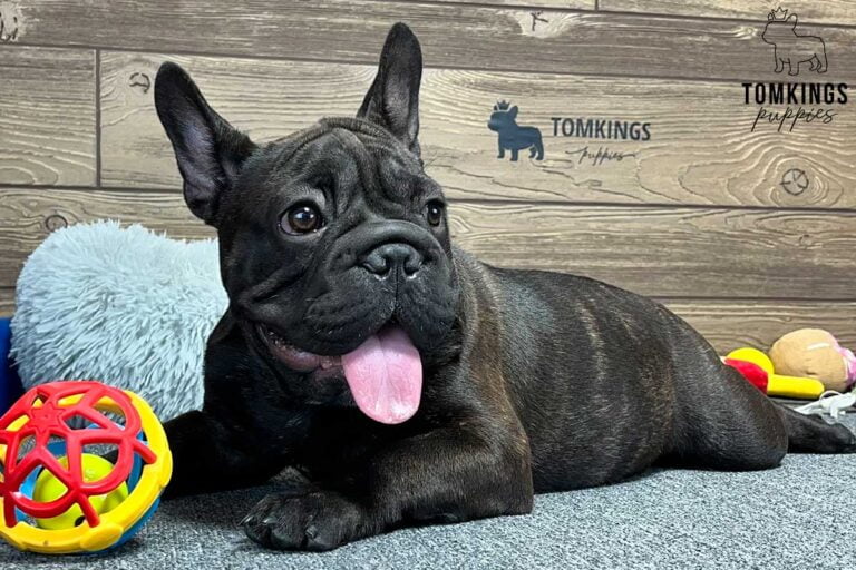 Linda, available French Bulldog puppy at TomKings Puppies